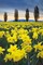 Skagit Valley Daffodils I Poster Print by Lisa Audit - Item # VARPDX46212